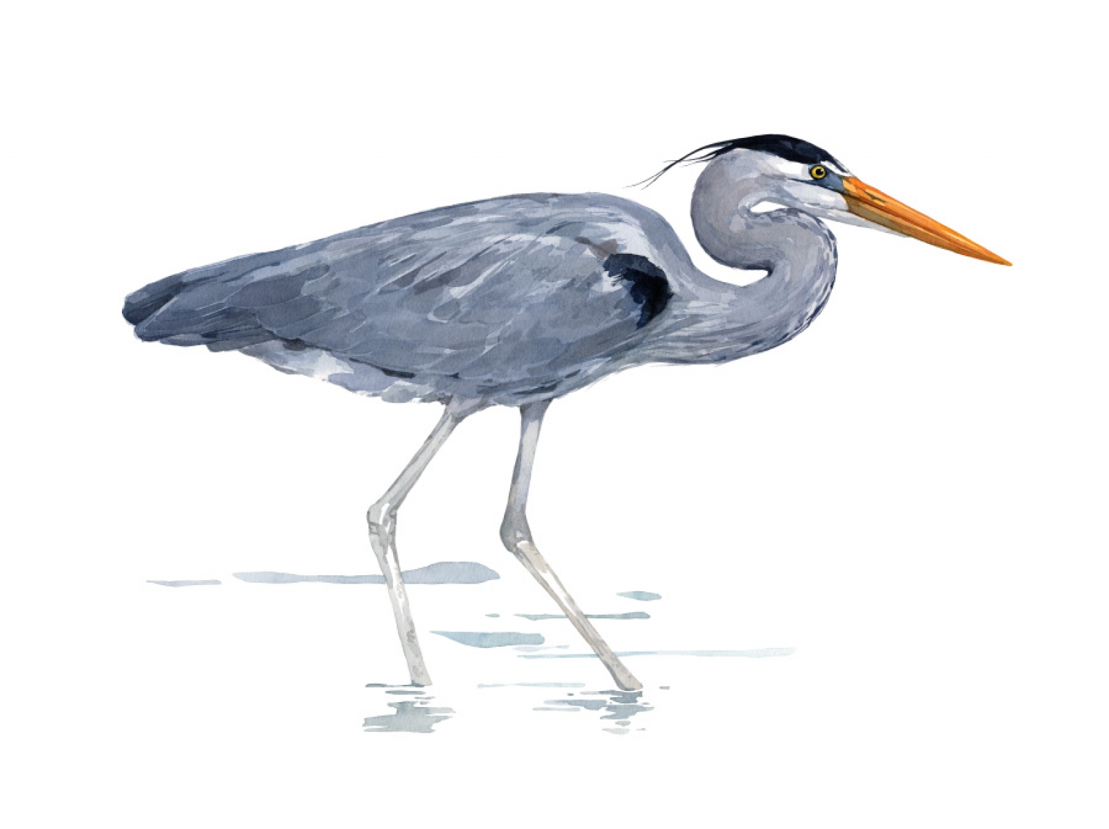 1600x1196 Great Blue Heron Watercolor Art Print 16x20 David Scheirer