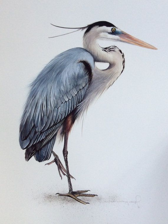 570x759 Great Blue Heron By Micheleconleyvogel On Etsy My Favorite Blue