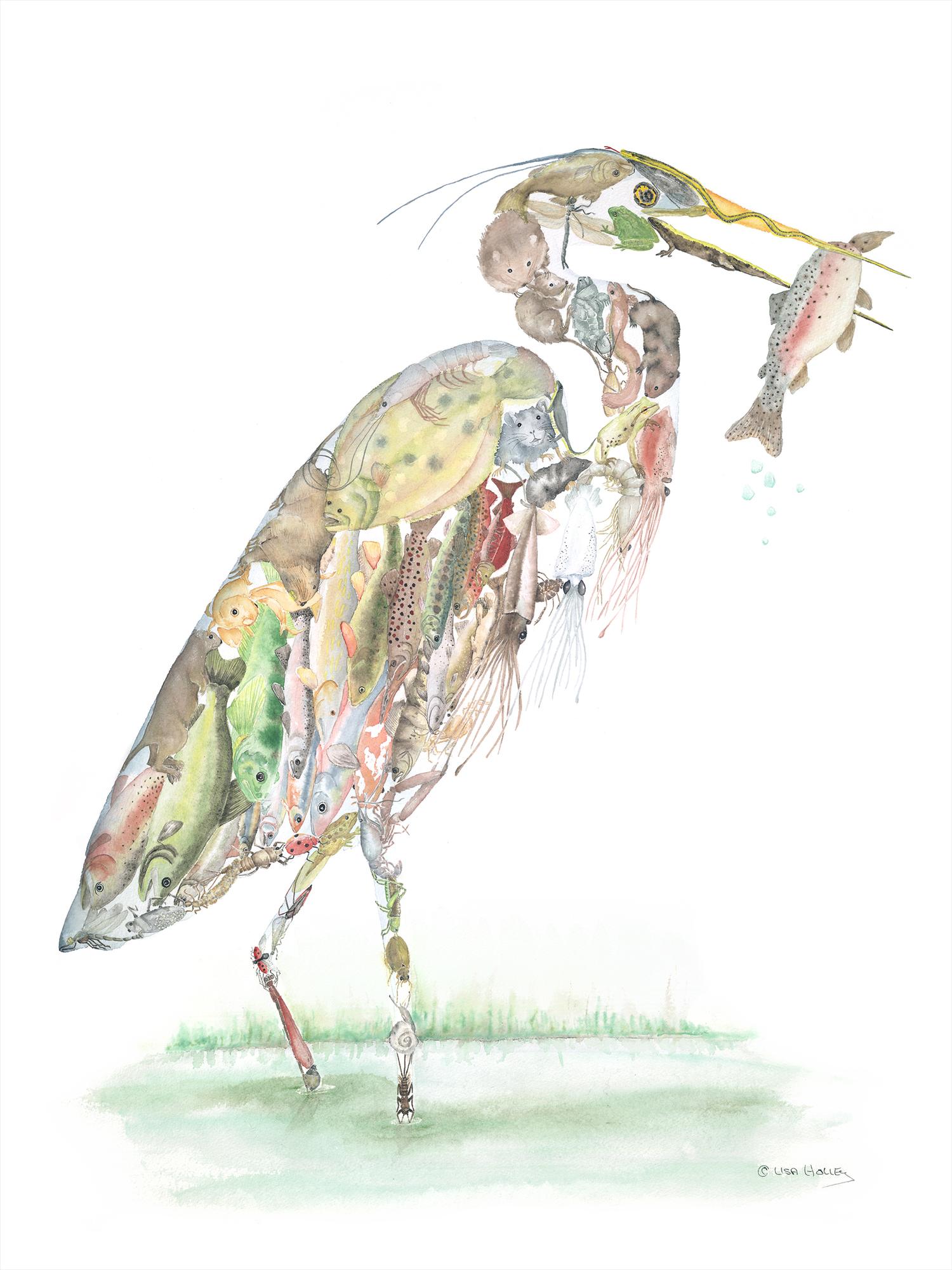 1500x2000 Great Blue Heron