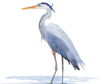 340x270 Great Blue Heron Etsy