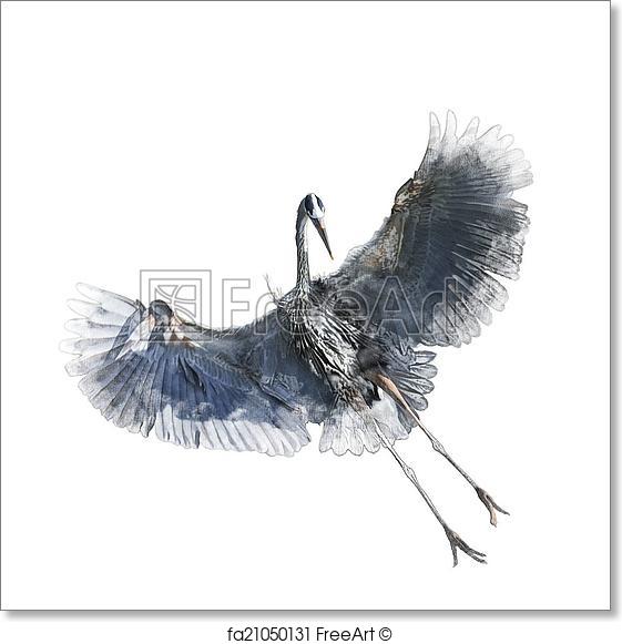 561x581 Free Art Print Of Watercolor Image Of Great Blue Heron. Watercolor