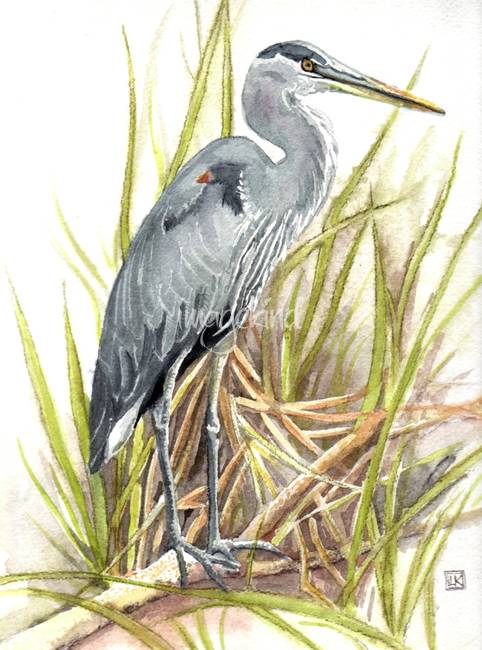 482x650 Stunning Great Blue Heron Watercolor Painting Reproductions For