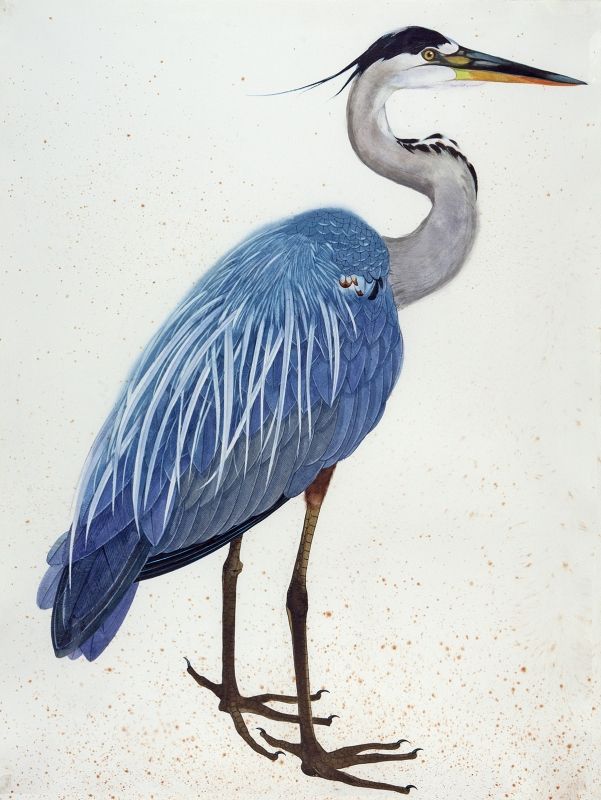 601x800 Great Blue Heron (Watercolor Gouache And Ink) By Scott Kelley