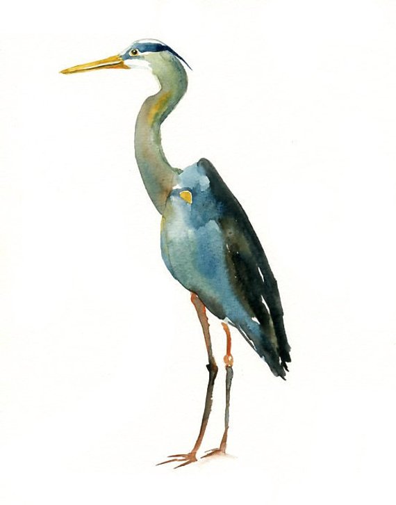 570x726 Great Blue Heron 5x7 Print Art Print Bird Watercolor Etsy