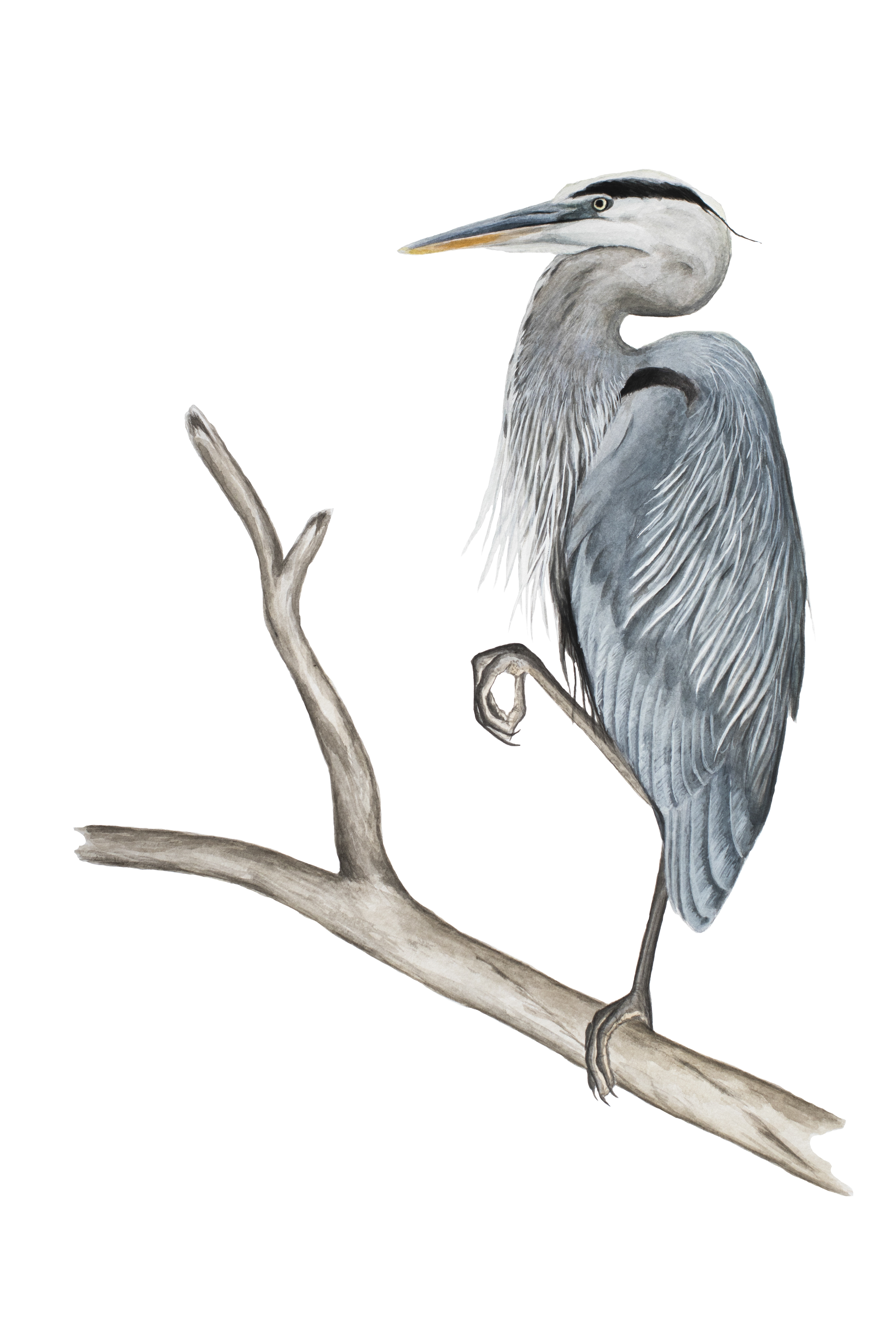 3155x4733 Great Blue Heron (Ardea Herodias) Watercolor Painting