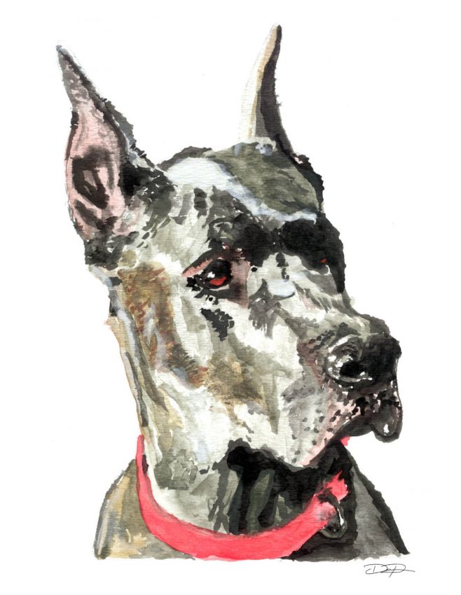 658x850 Great Dane Fine Art Watercolor By Dan Pearce