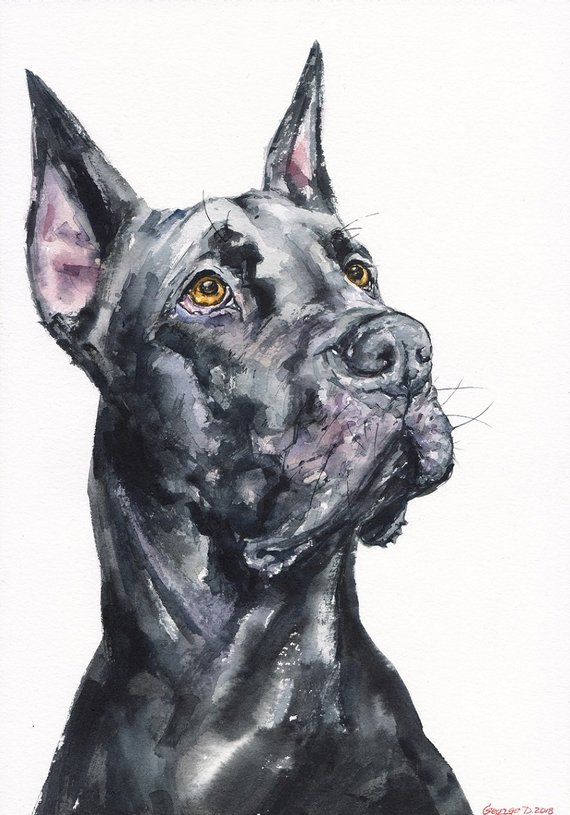 570x815 Black Great Dane Watercolor Original Painting Art Beautiful Etsy