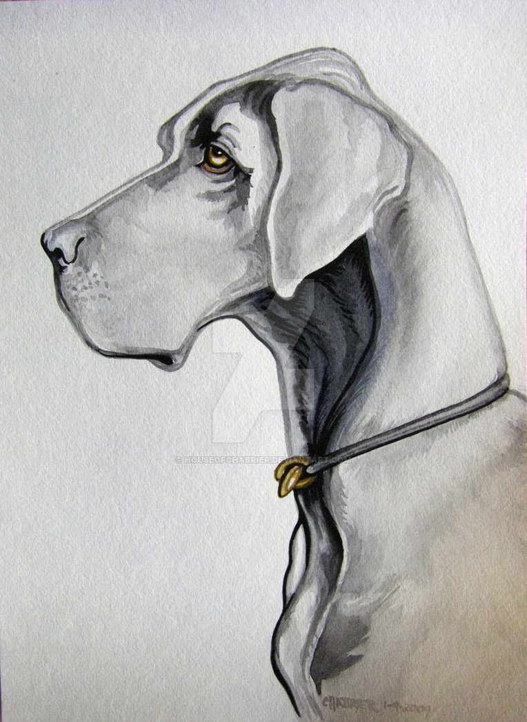 764x1046 Great Dane Watercolor By Houseofchabrier