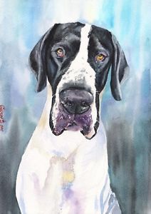 212x300 Great Dane Watercolor Print Of The Original Watercolor Painting Ebay