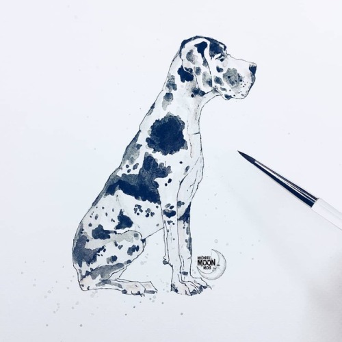 500x500 Great Dane