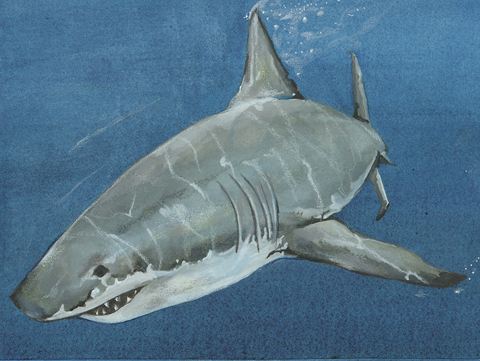 480x361 Great White Shark
