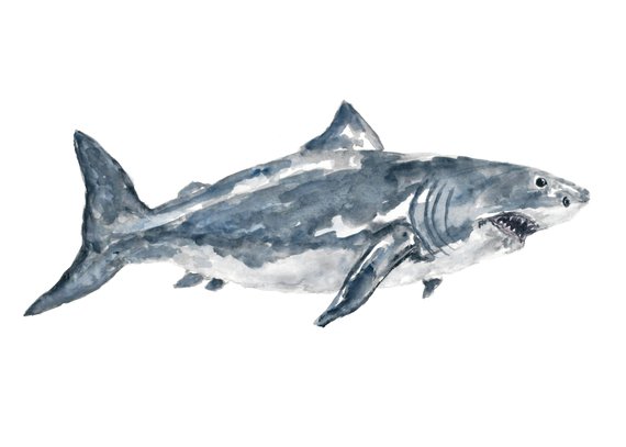 570x407 Great White Shark Watercolor Painting Shark Print Shark Art Etsy