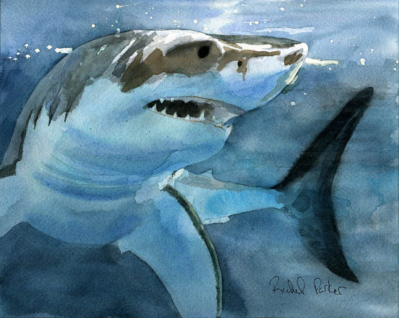 570x454 Original Shark Great White Art Painting Watercolor 8x10 Marine