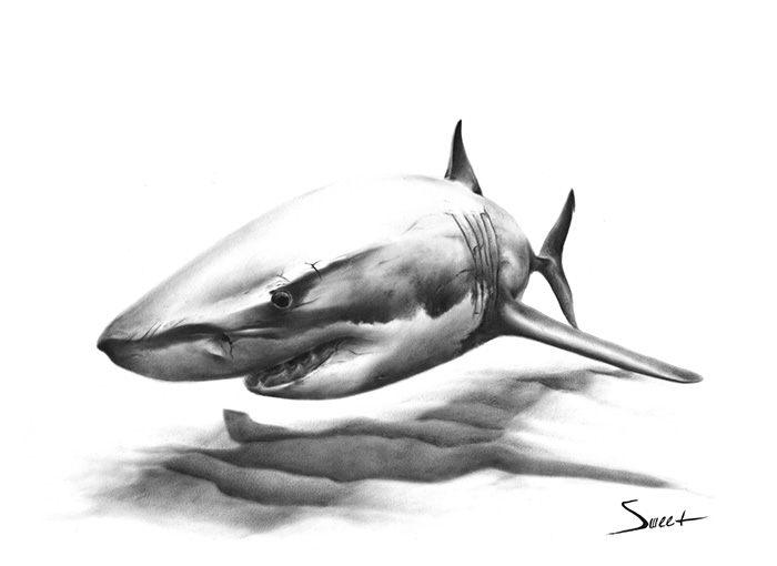700x510 Shark Images To Print Great White Shark Dry Brush Print Watercolor