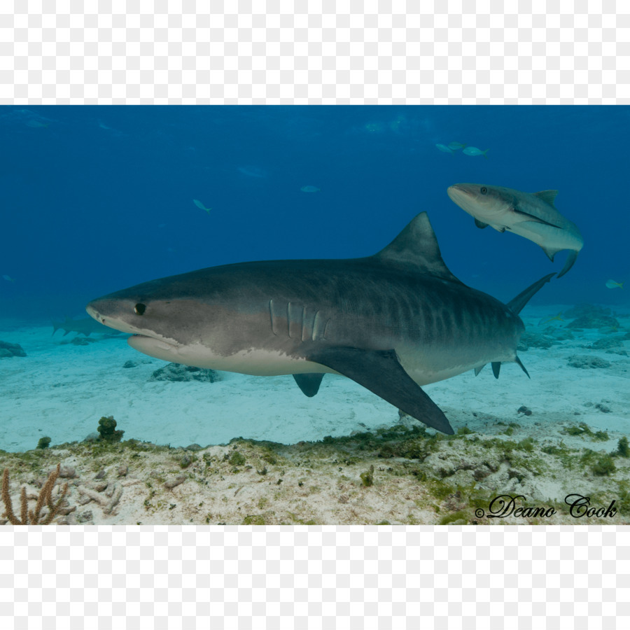 900x900 Tiger Shark Great White Shark Requiem Shark Lamnidae