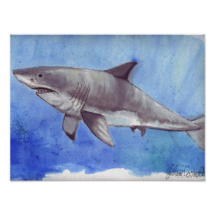 307x307 Watercolor Sharks Posters Amp Photo Prints Zazzle