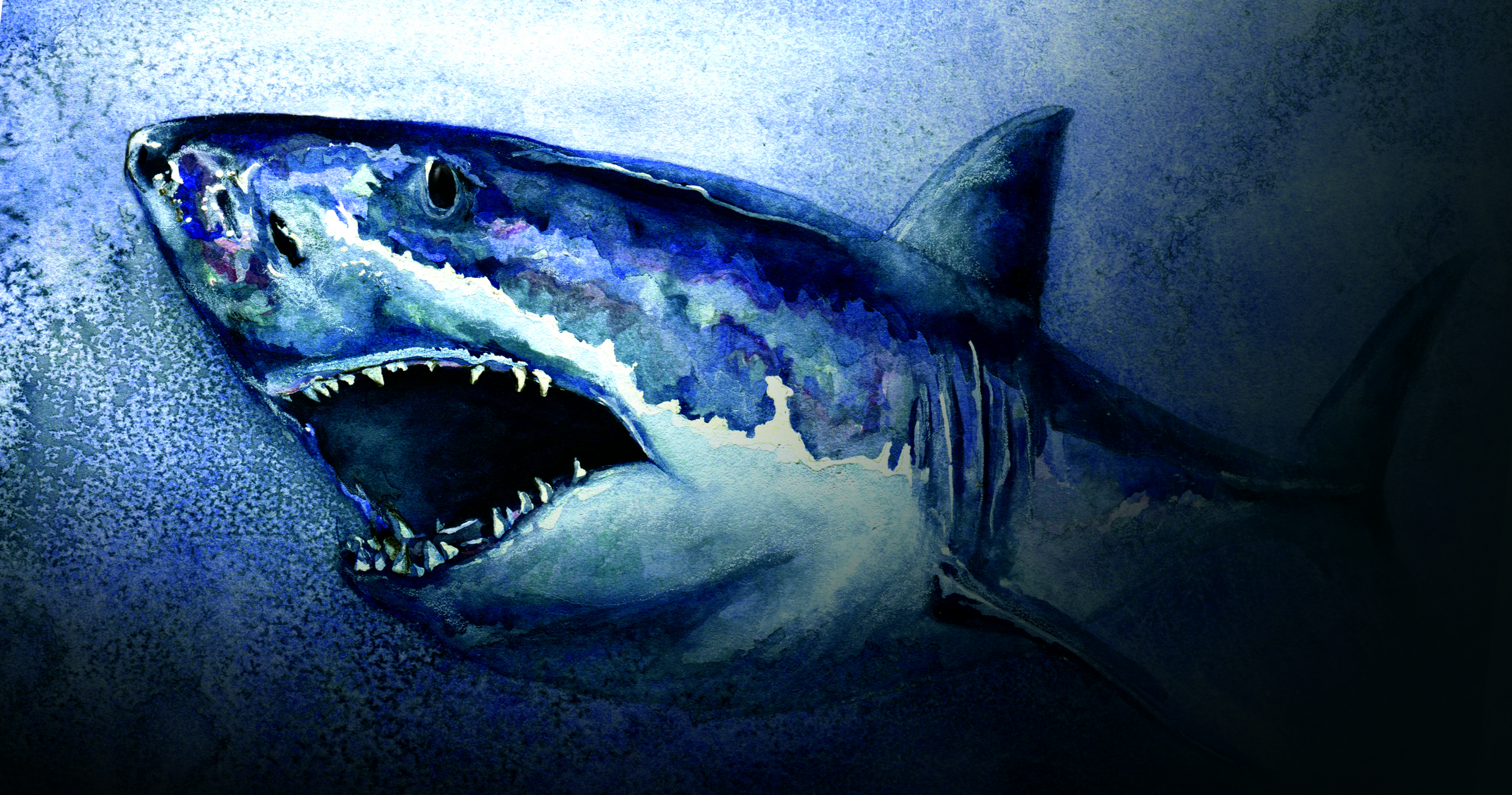 3486x1834 Great White