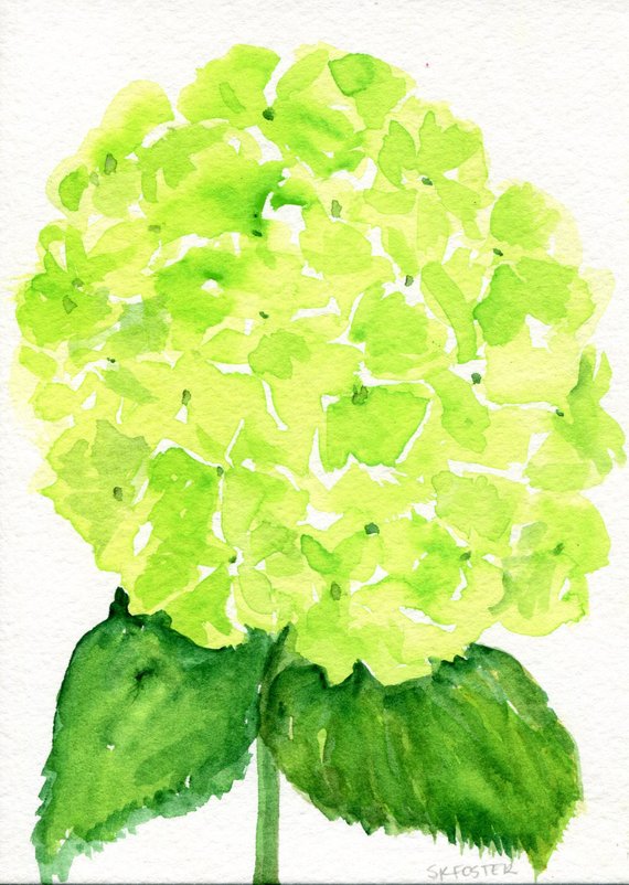 570x802 Gallery Lime Green Flowers,