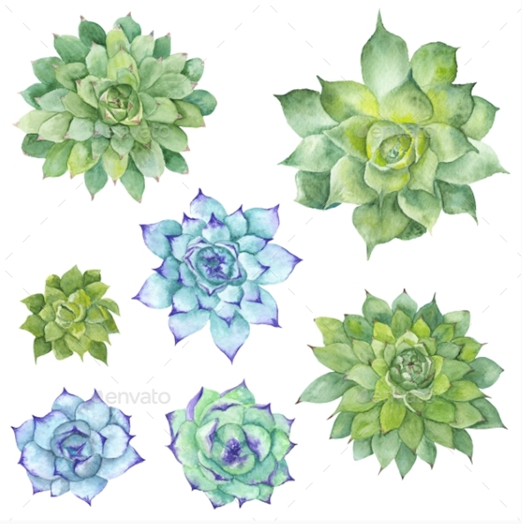 760x763 Watercolor Illustrations Succulents, Stars, Feathers, Flowers