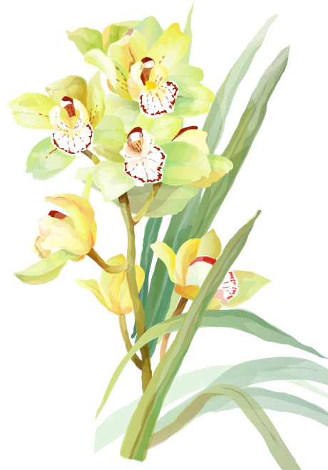 460x660 7 Elegant Watercolor Flowers Vector Free Vector 4vector