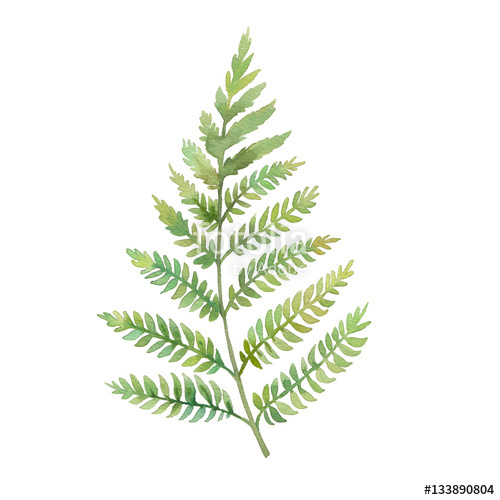 500x500 Watercolor Fern Leaf. Hand Painted Greenery Branch Isolated On