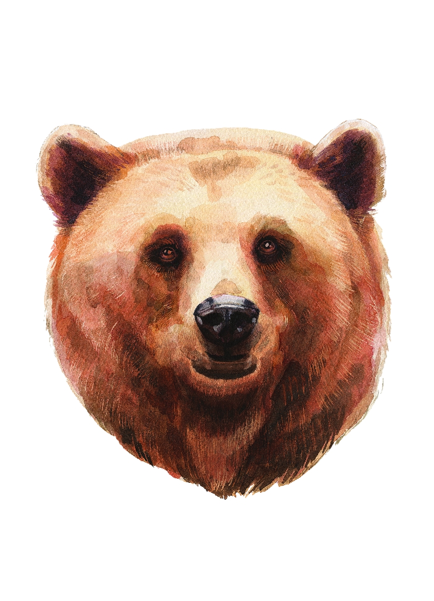 867x1200 Brown Grizzly Bear Home Wall Shelf Decor Animal Decorations