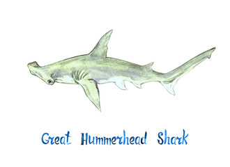 330x240 Great Hammerhead Shark, Hand Painted Watercolor Illustration