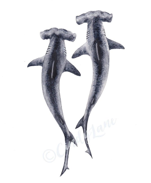 642x775 Hammerhead Sharks Watercolor Digital Download Print Etsy