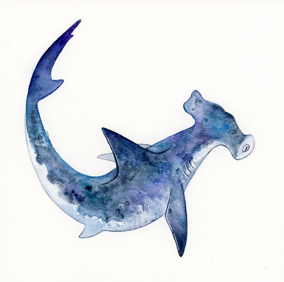 570x566 Original Artwork Hammerhead Shark Watercolor Painting Etsy