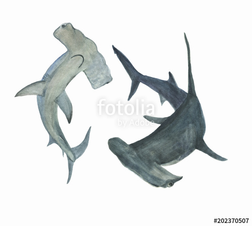 500x448 Watercolor Painting Hammerhead Shark Set Stock Photo And Royalty
