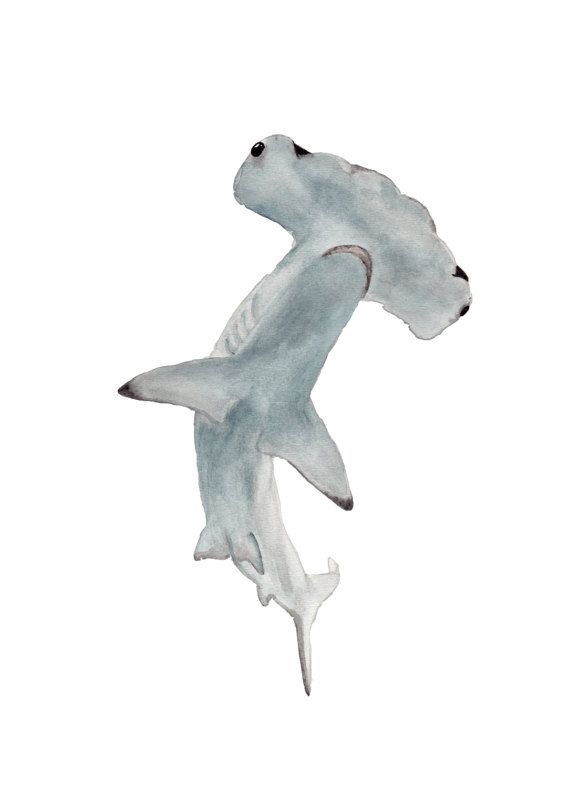 570x788 Art Print Watercolor Hammerhead Shark 8 X 10 By Bettyadores