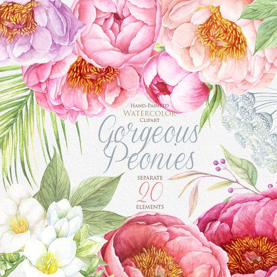 570x570 Peonies Watercolor Flowers Clipart. Boho, Hand Painted Watercolour