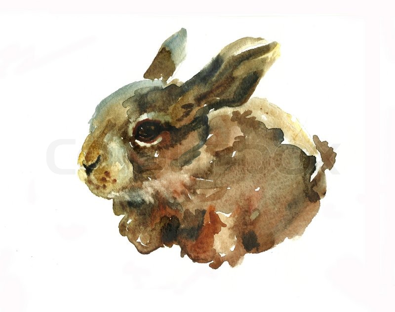 800x633 Small Hare Watercolor Stock Photo Colourbox