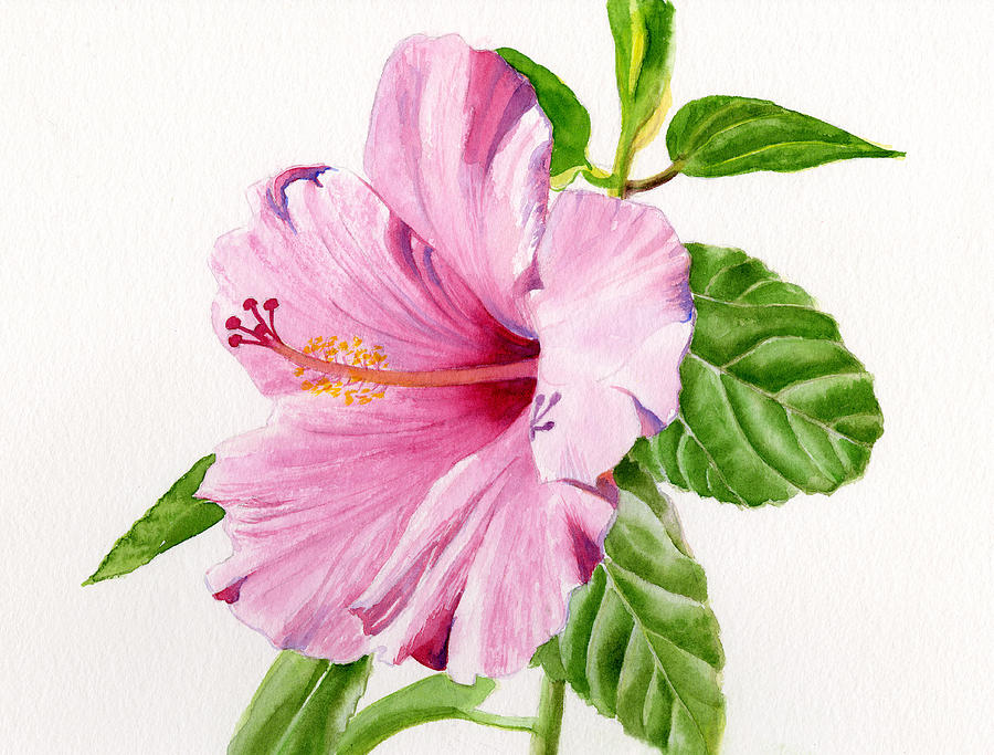 900x683 Hibiscus Watercolor Paintings Fine Art America