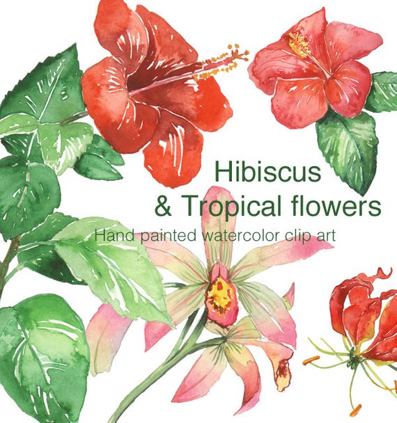 570x608 Hibiscus And Tropical Flower Clip Art Watercolor Clipart Etsy