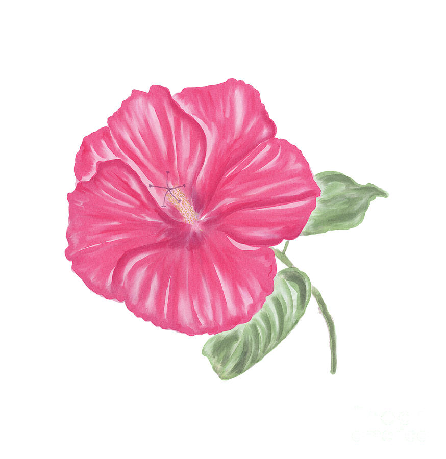 874x900 Red Hibiscus Flower Watercolor Digital Art By Svetlana Foote