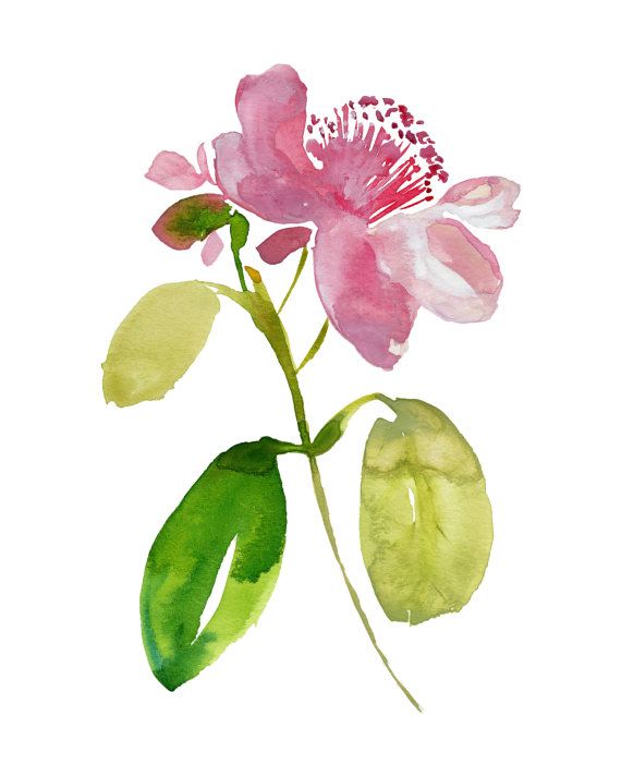 570x713 Tropical Beauty