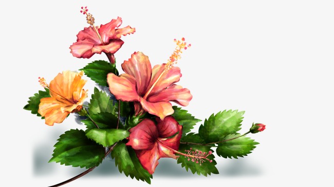 650x365 Watercolor Hibiscus, Flower, Watercolor, Green Leaves Png And Psd