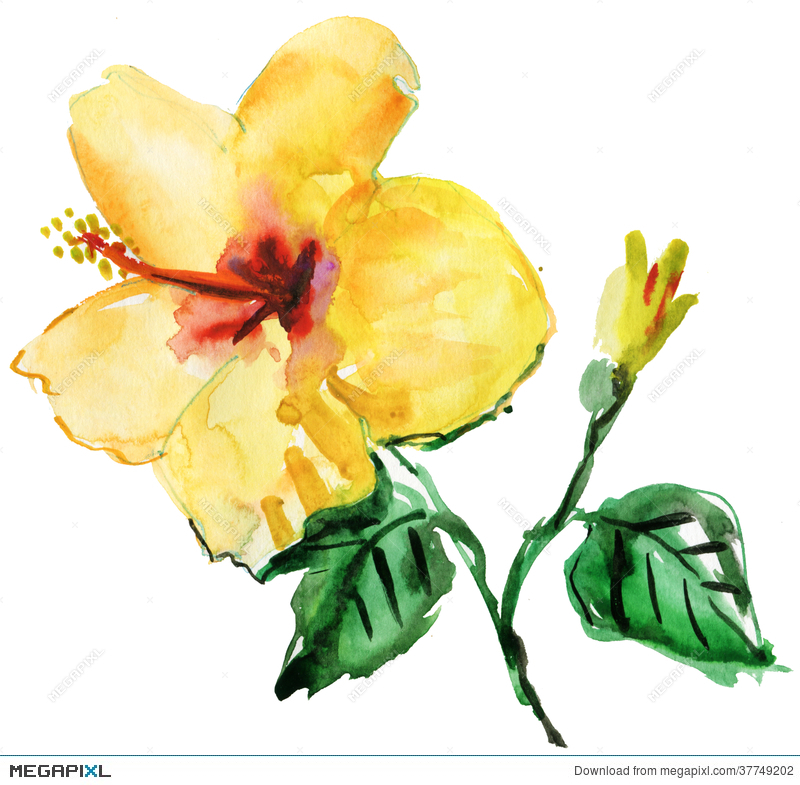 800x785 Watercolor Yellow Hibiscus Flower Illustration 37749202