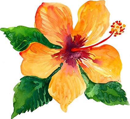 425x389 Pretty Orange Hibiscus Tropical Flower Watercolor Art