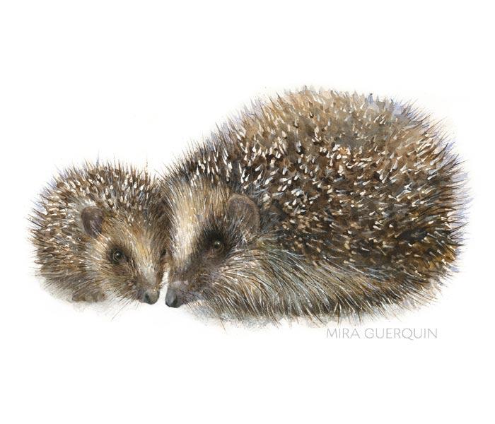 700x600 Hedgehog Watercolor