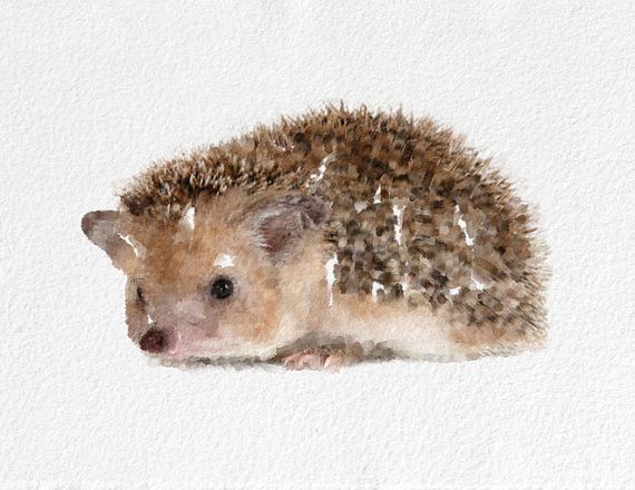 570x440 Hedgehog Watercolor Painting Art Print By Novosadwatercolors