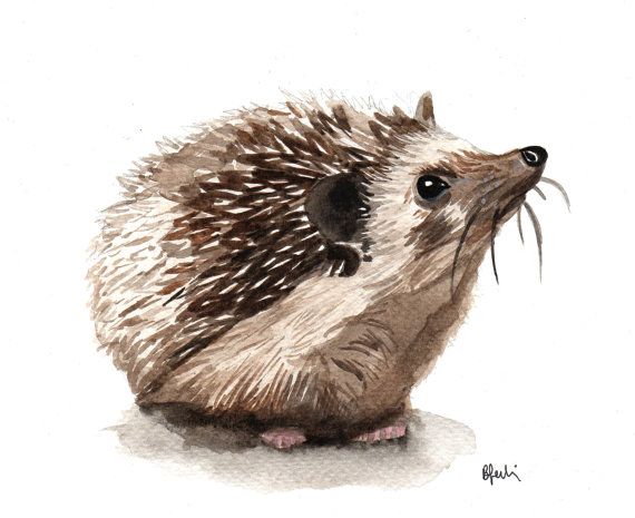 570x465 A5 Hedgehog Watercolour Print