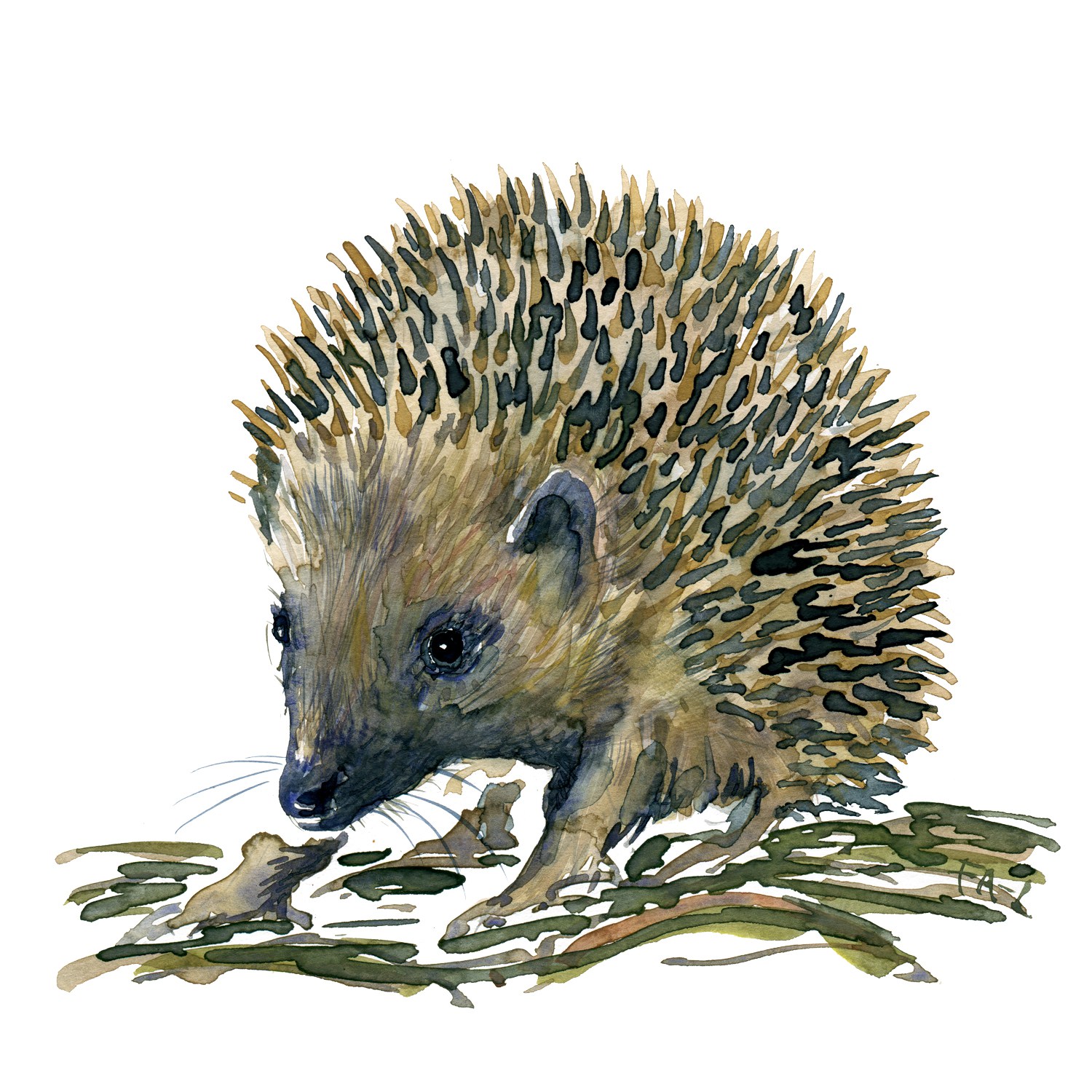 1500x1500 Hedgehog Watercolor Study Frits Ahlefeldt