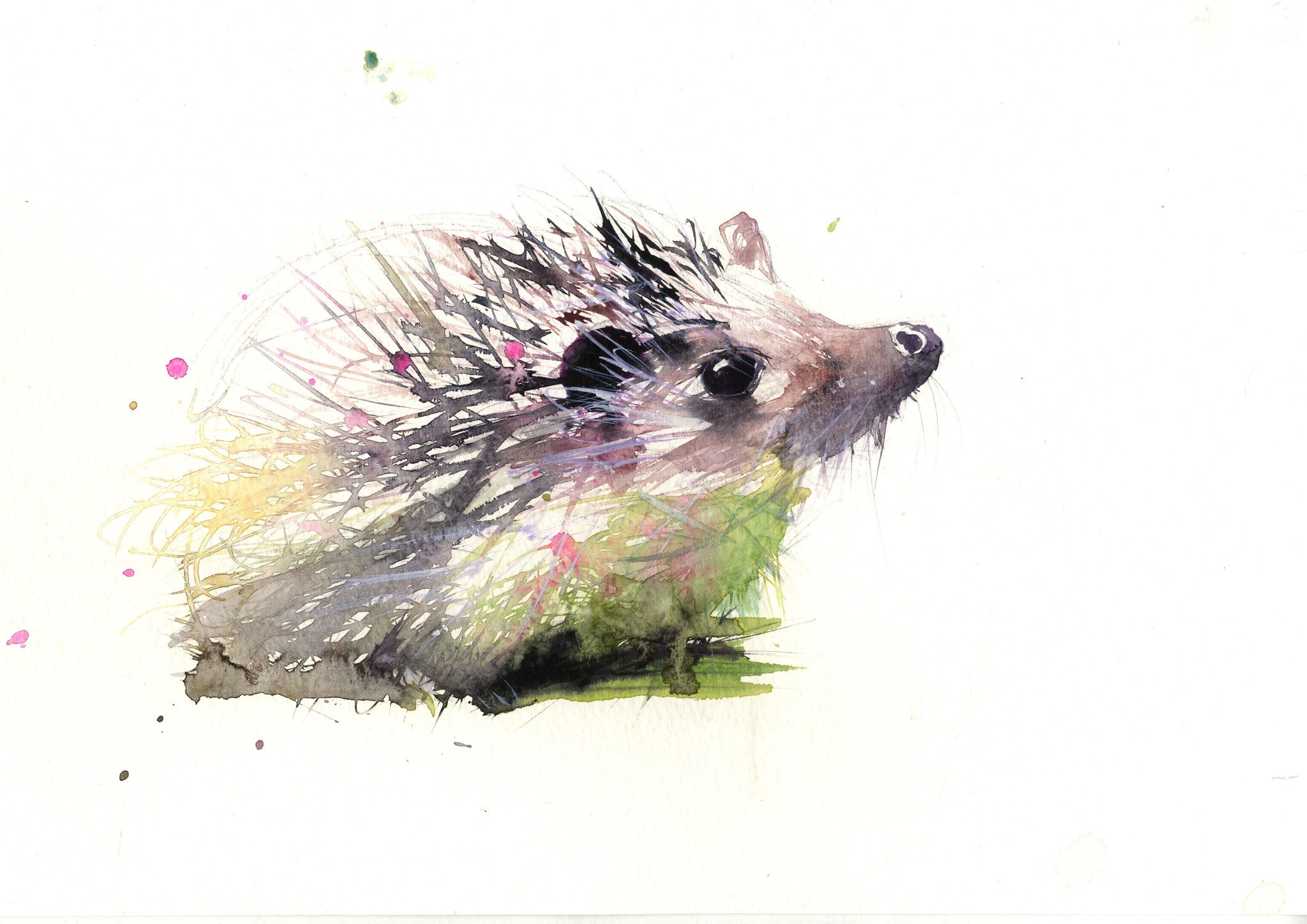2048x1448 Limited Edition Print Hedgehog