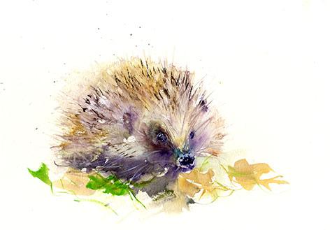 472x329 Signed Limited Edition Print Of My Original Hedgehog Watercolour