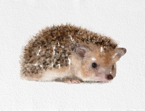 570x440 Best Hedgehog Painting Watercolor Images On Designspiration