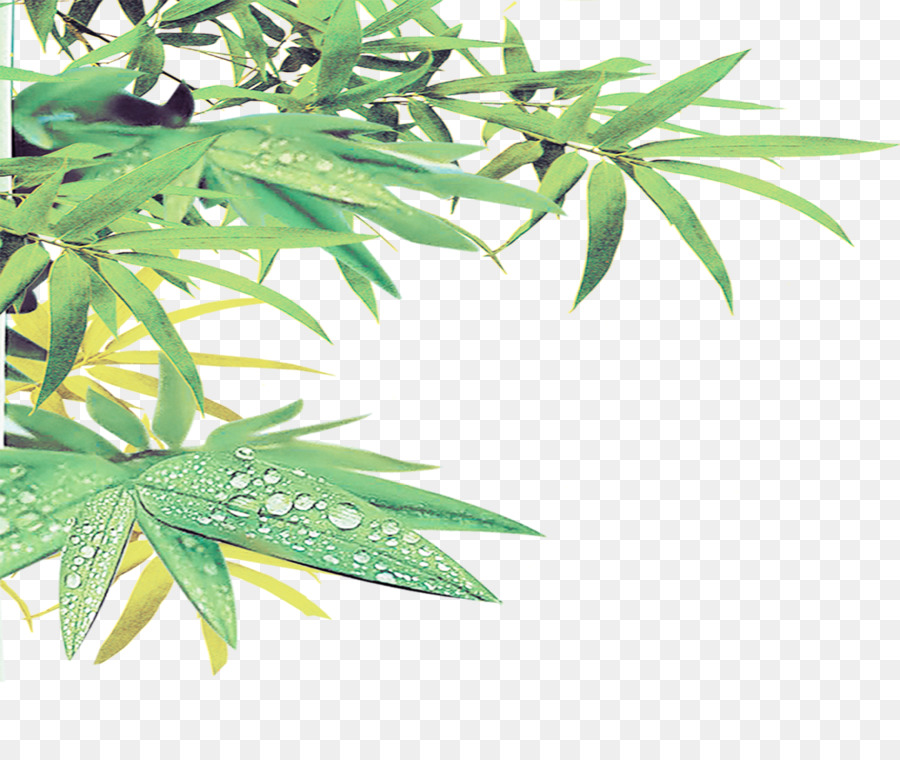 900x760 Paper Bamboo Bamboe Euclidean Vector Poster