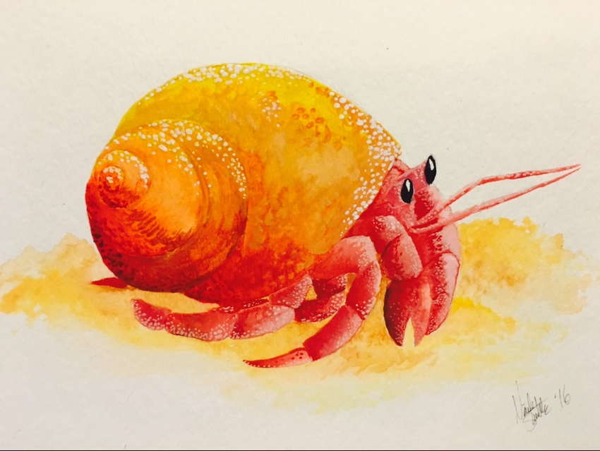 Hermit Crab Watercolor at GetDrawings | Free download