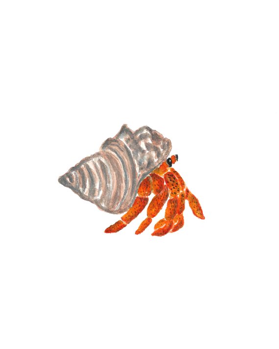 Hermit Crab Watercolor at GetDrawings | Free download